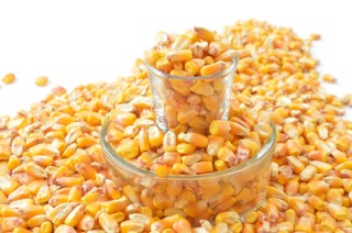 Yellow corn non-GMO